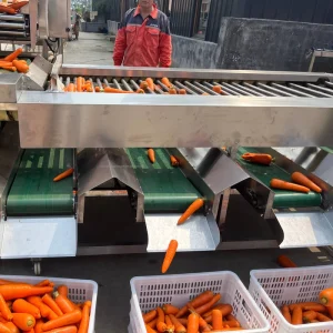 Lemon Onion Carrot Pineapple Tomato Grading Size Sorting Equipment Washing Machine for Vegetable